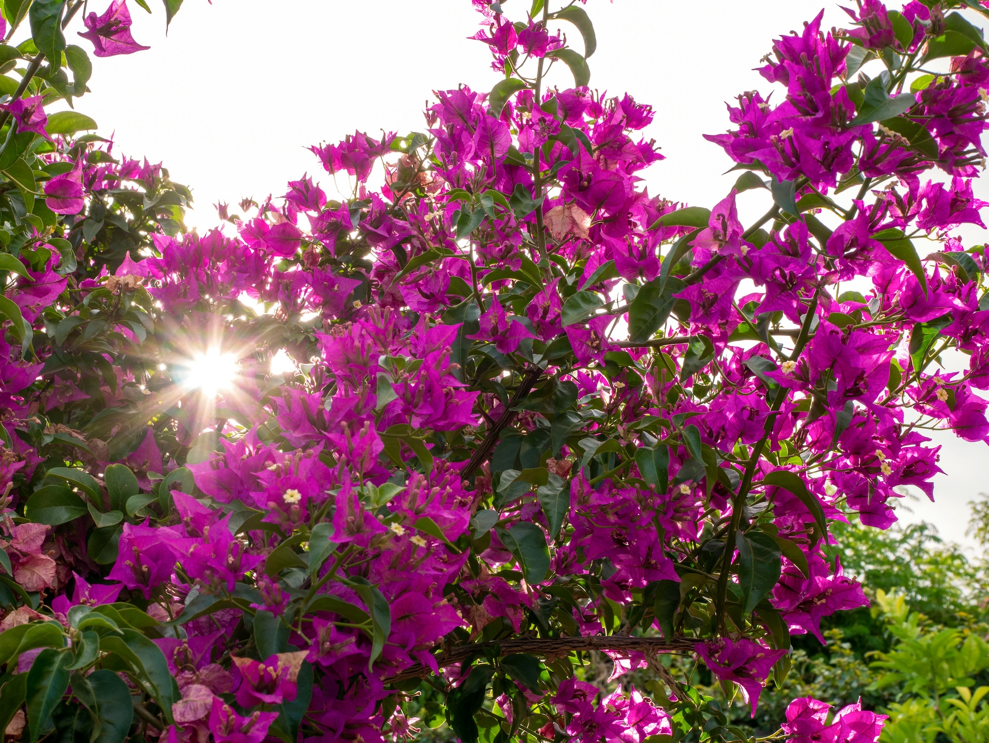 daniela paola alchapar pxIib5gsWiY unsplash